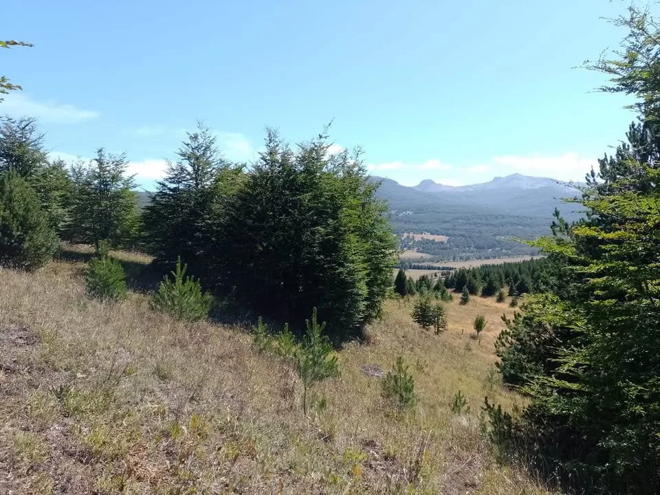 Campo en Venta en Coyhaique | $20.000.000 - 12