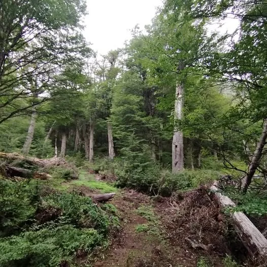 Campo en Venta en Coyhaique | $105.000.000 - 18