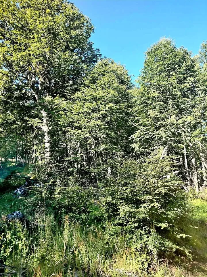 Parcela en Venta en Coyhaique | $35.000.000 - 2