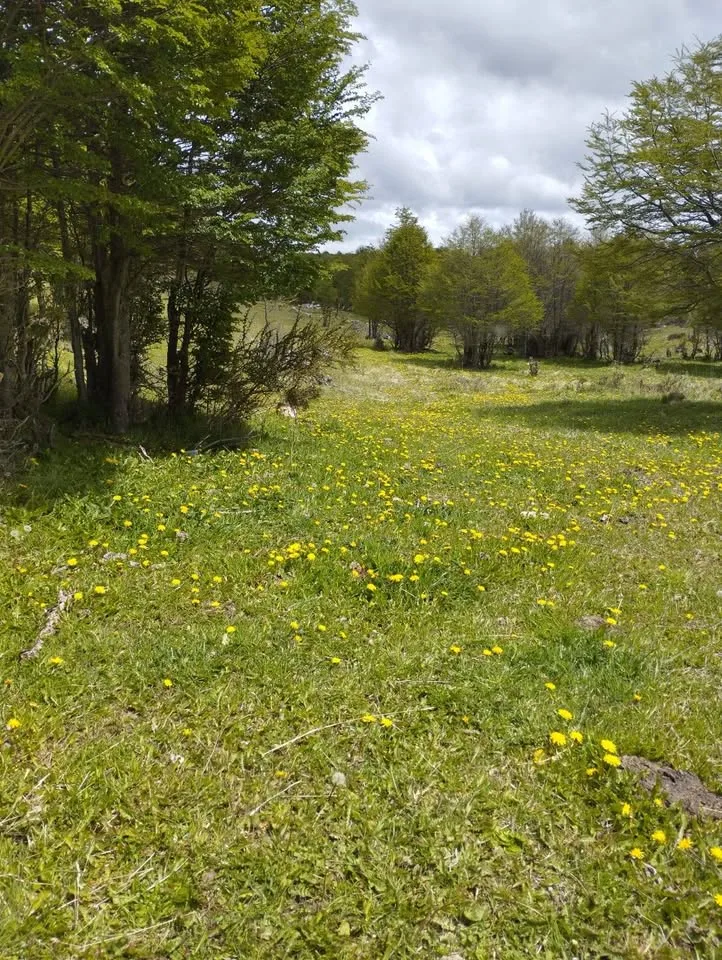 Parcela 5000m² en Coyhaique