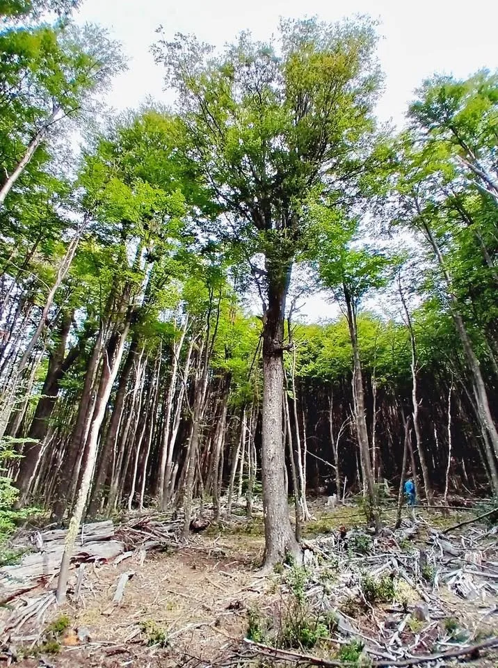 Parcela con bosque nativo a 50 kms de Coyhaique