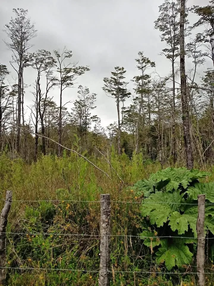 🏡VENDE❗️hermosas parcelas en sector Bahía Acantilda, Puerto Aysen.