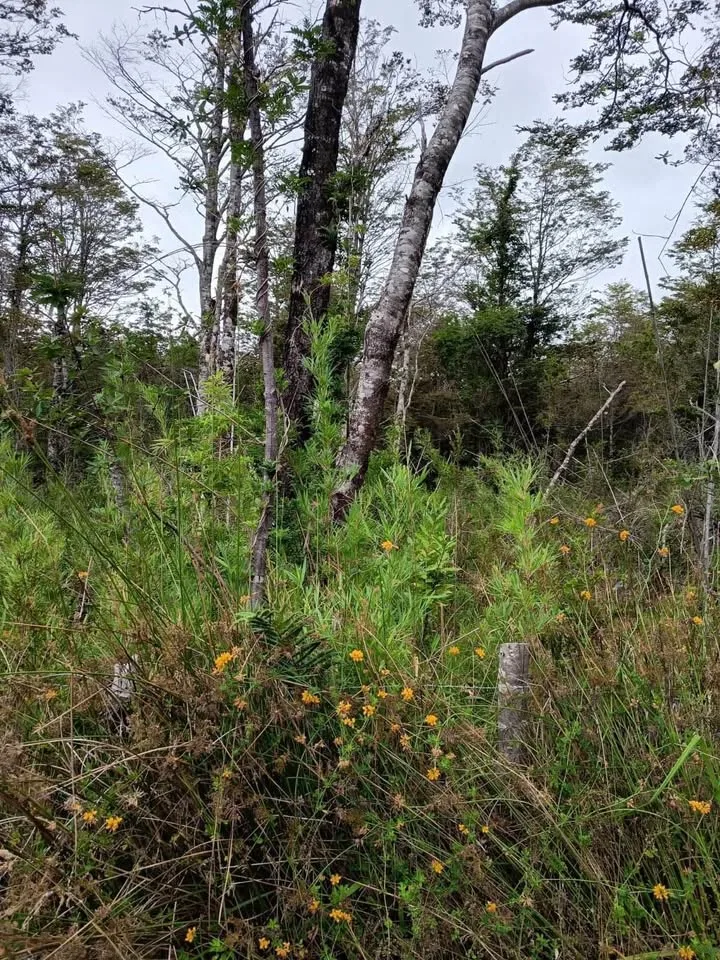Parcela en Venta en Puerto Aysen | $24.000.000 - 4