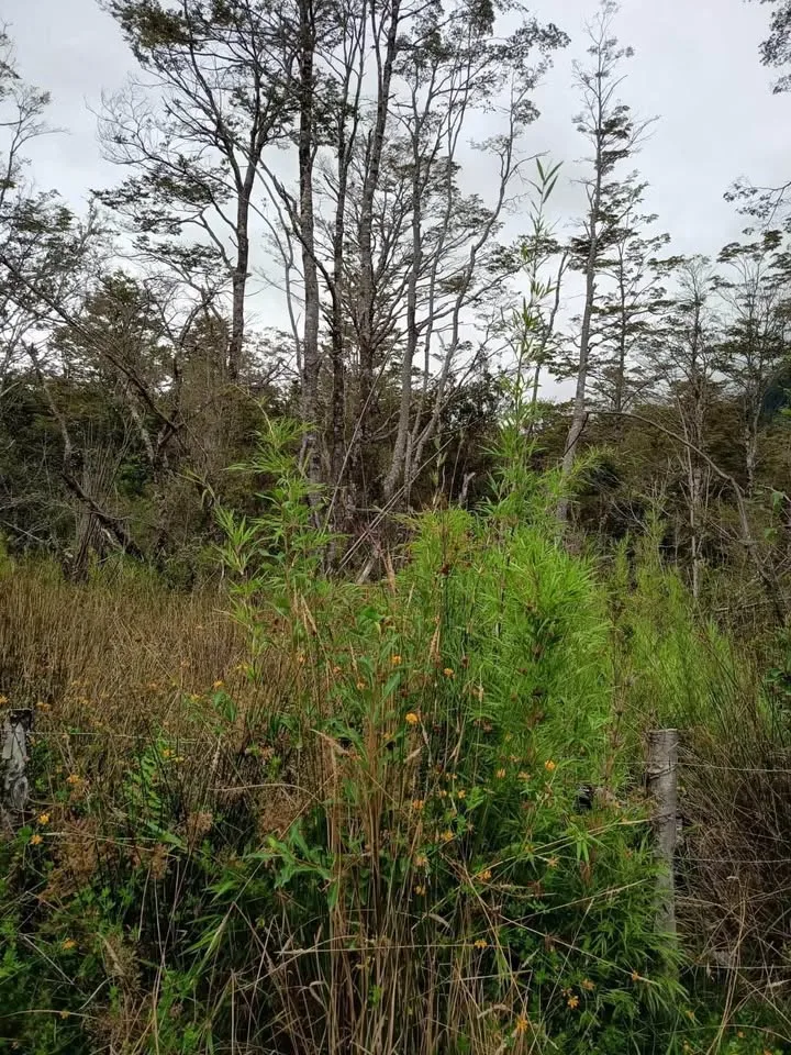 Parcela en Venta en Puerto Aysen | $24.000.000 - 6
