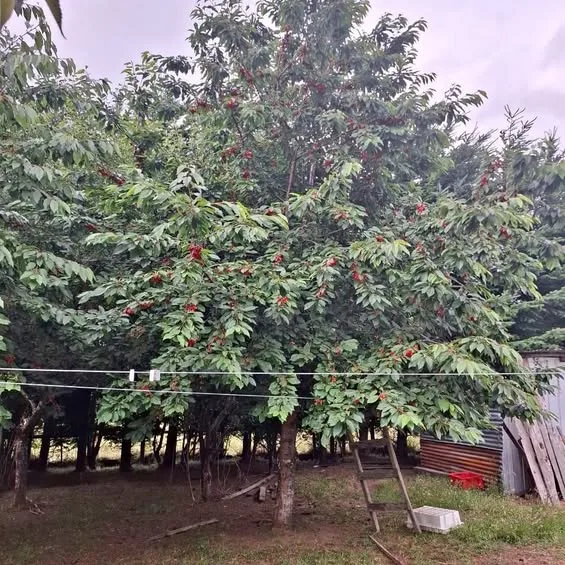 Terreno en Puerto Cisnes