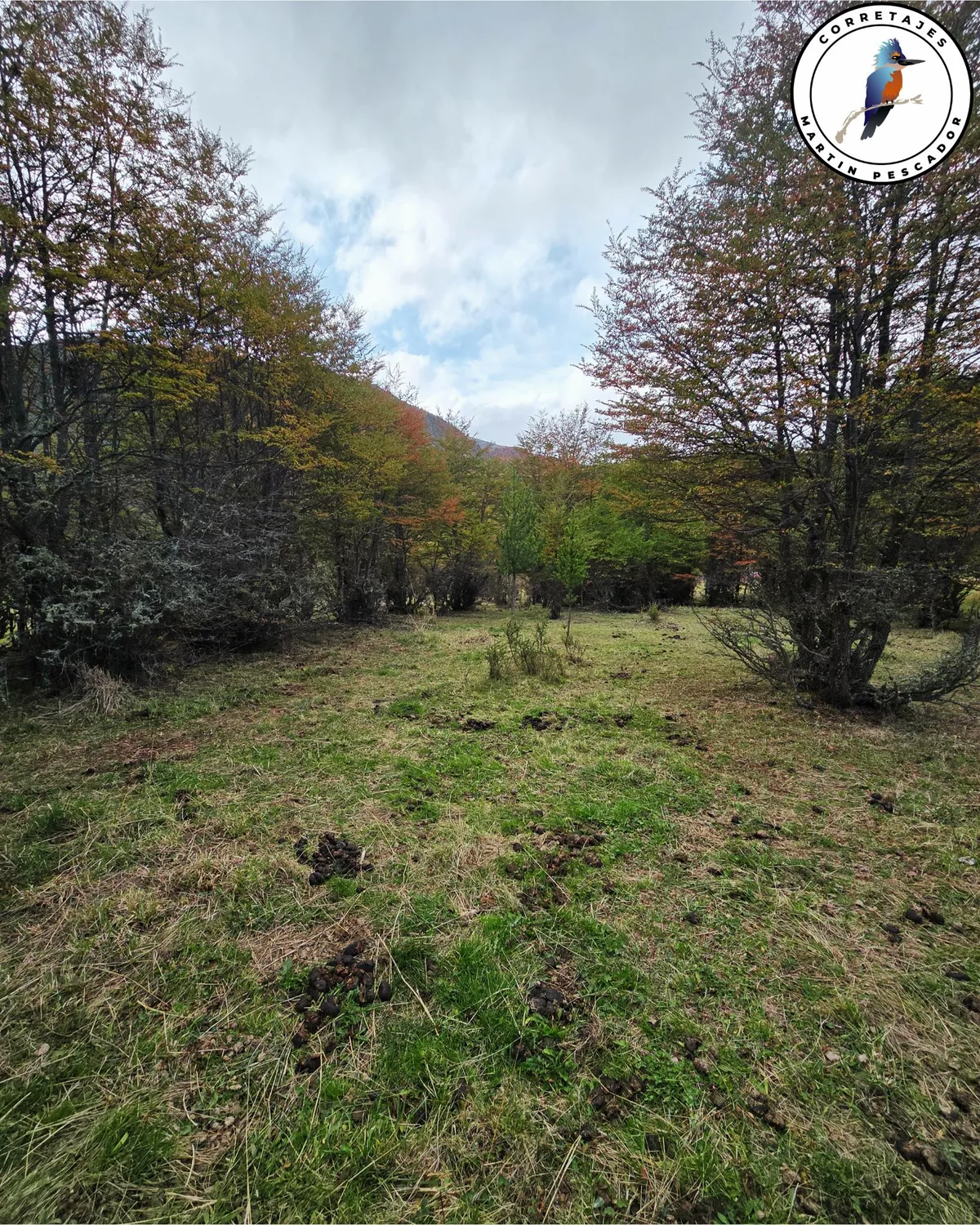 Parcela en Venta en Coyhaique | 5000 m² | $29.500.000 - 5