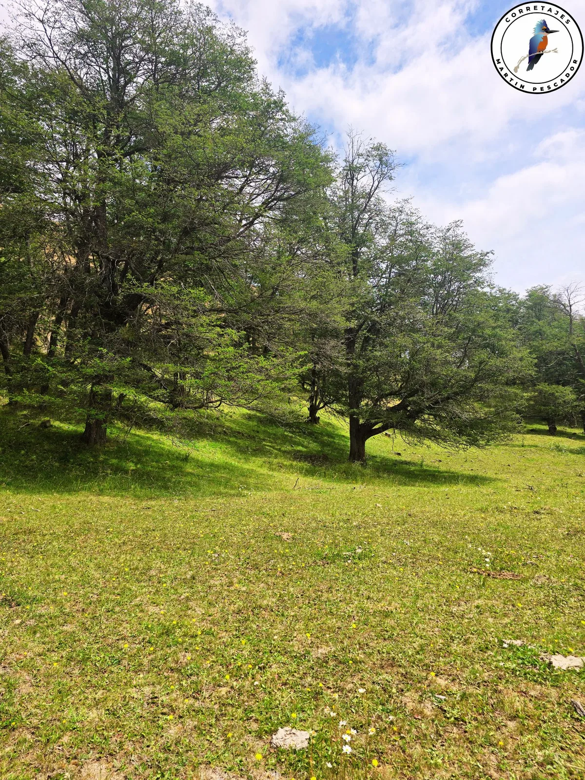 Terreno en Venta en Coyhaique | 5000 m² | $180.000.000 - 3