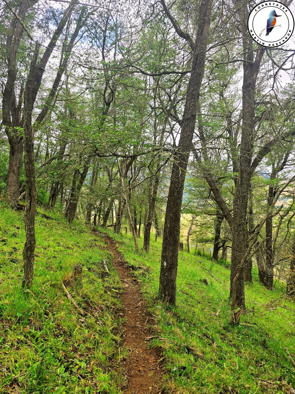 Terreno en Venta en Coyhaique | 5000 m² | $180.000.000 - 5